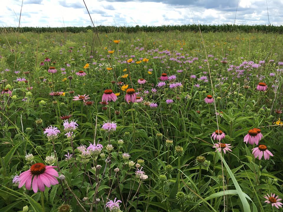 Eastern Pollinator Plus Seed Mix Pheasants Forever